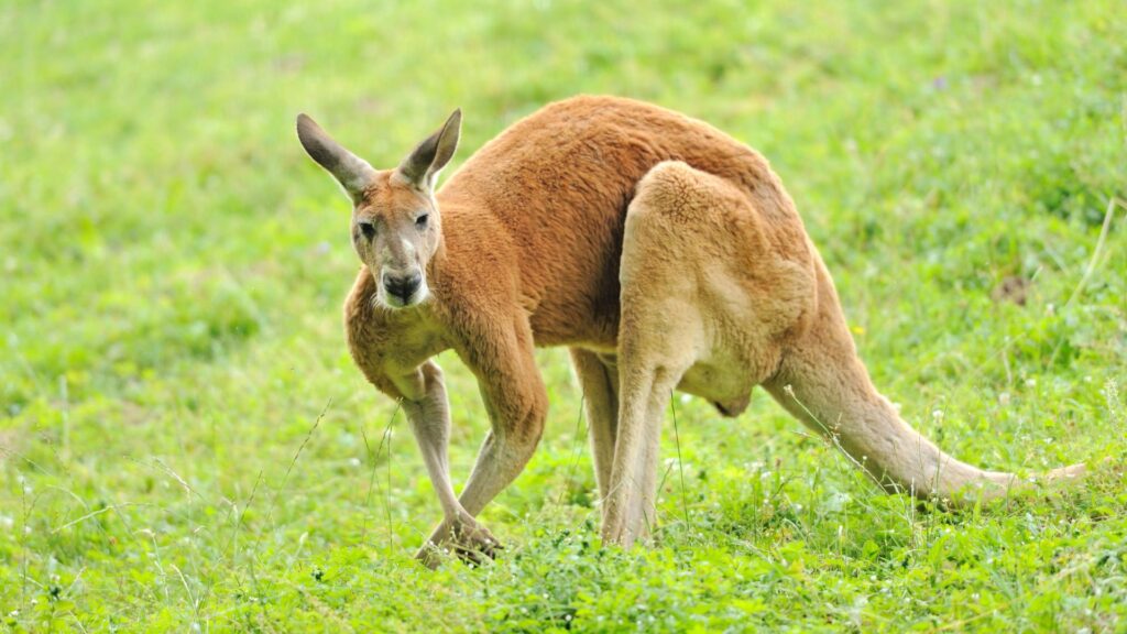 Top 10 Famous Animals in Australia, Easy Hindi Blogs