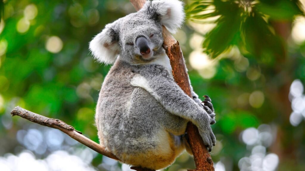 Top 10 Famous Animals in Australia, Easy Hindi Blogs