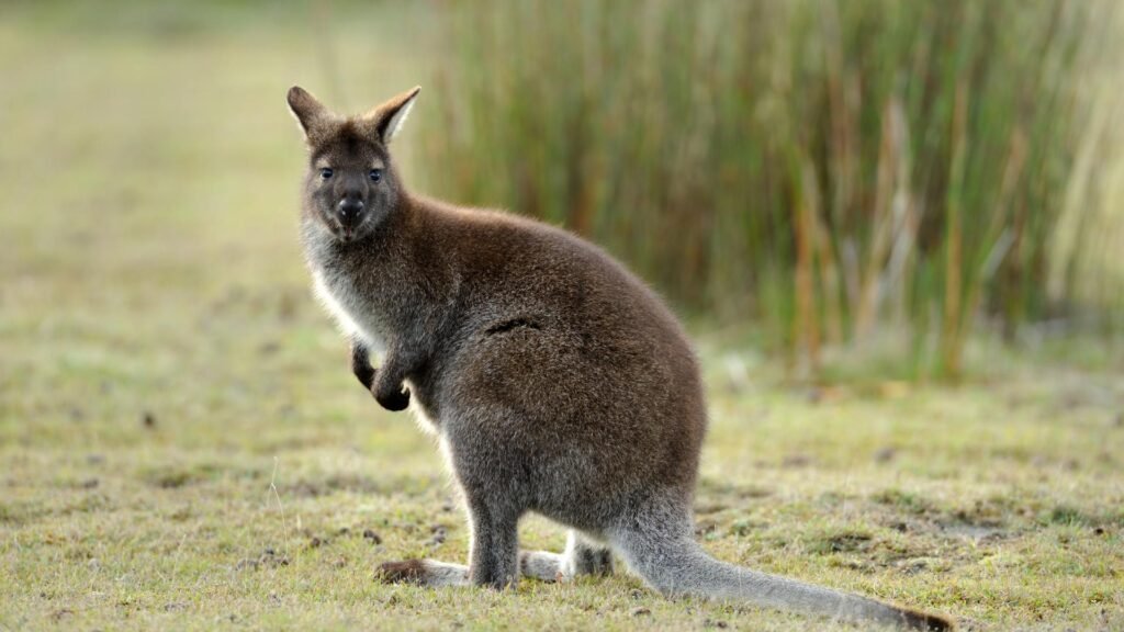 Top 10 Famous Animals in Australia, Easy Hindi Blogs