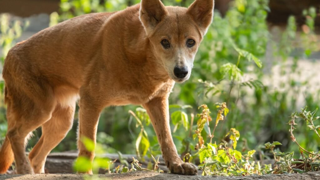 Top 10 Famous Animals in Australia, Easy Hindi Blogs