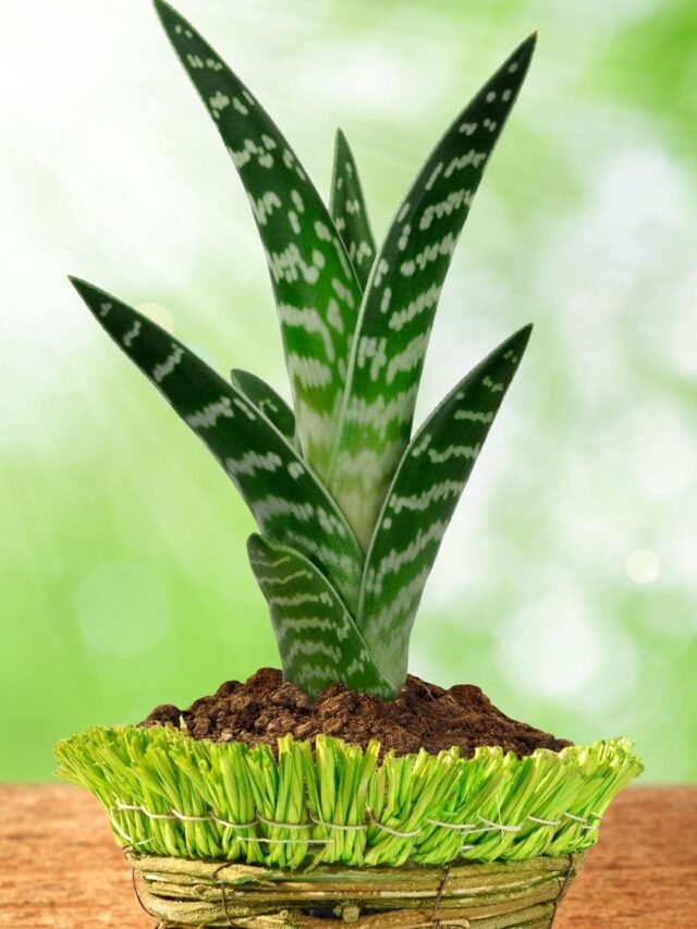 Top 10 Medicinal Plants