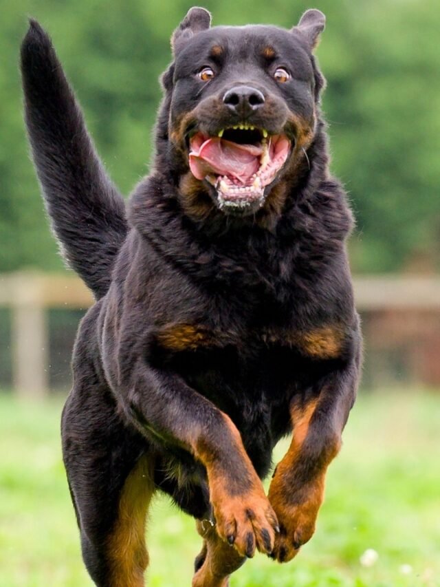 Top 10 Most Dangerous Dog Breeds In The World
