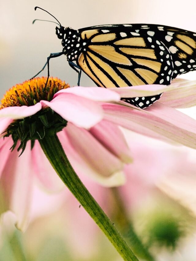 10 Most Beautiful Butterflies From Around The World