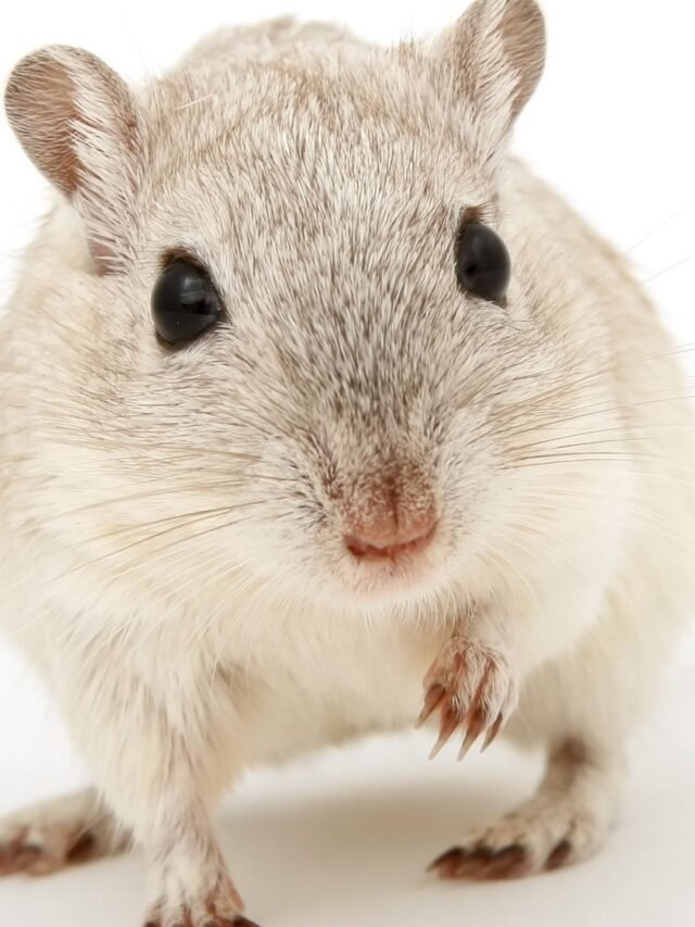 10 Mice That Are Cute