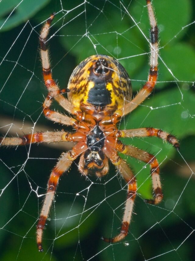 10 Spiders in Alabama