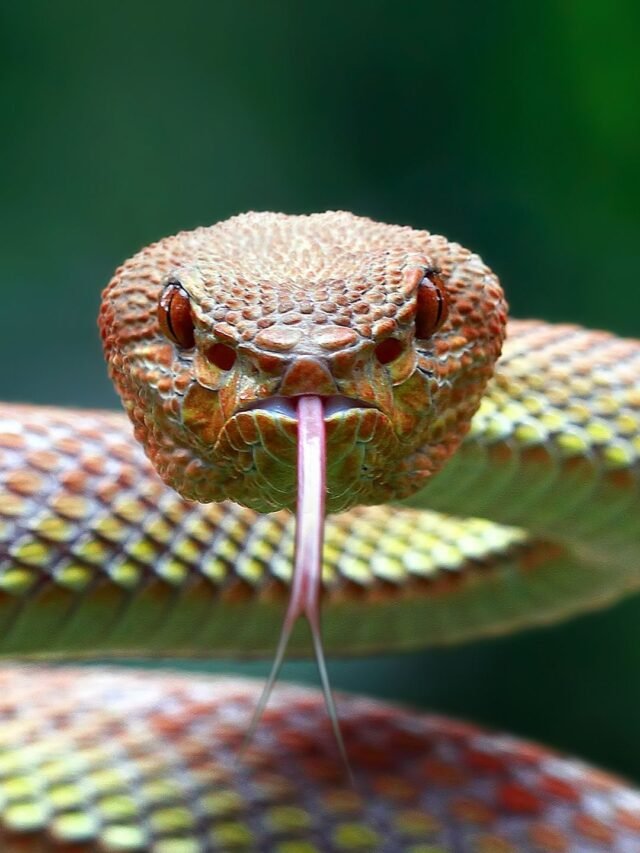 Australia’s 10 most dangerous snakes