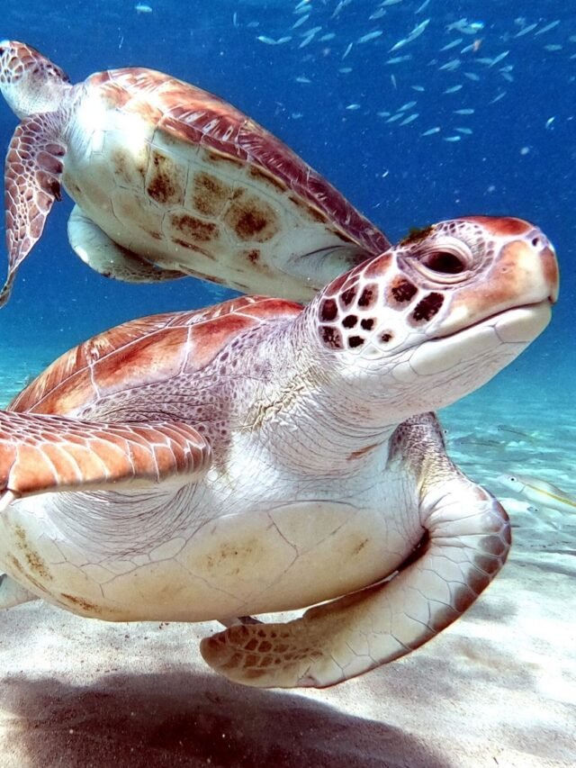 Top 10 Turtles in Maryland