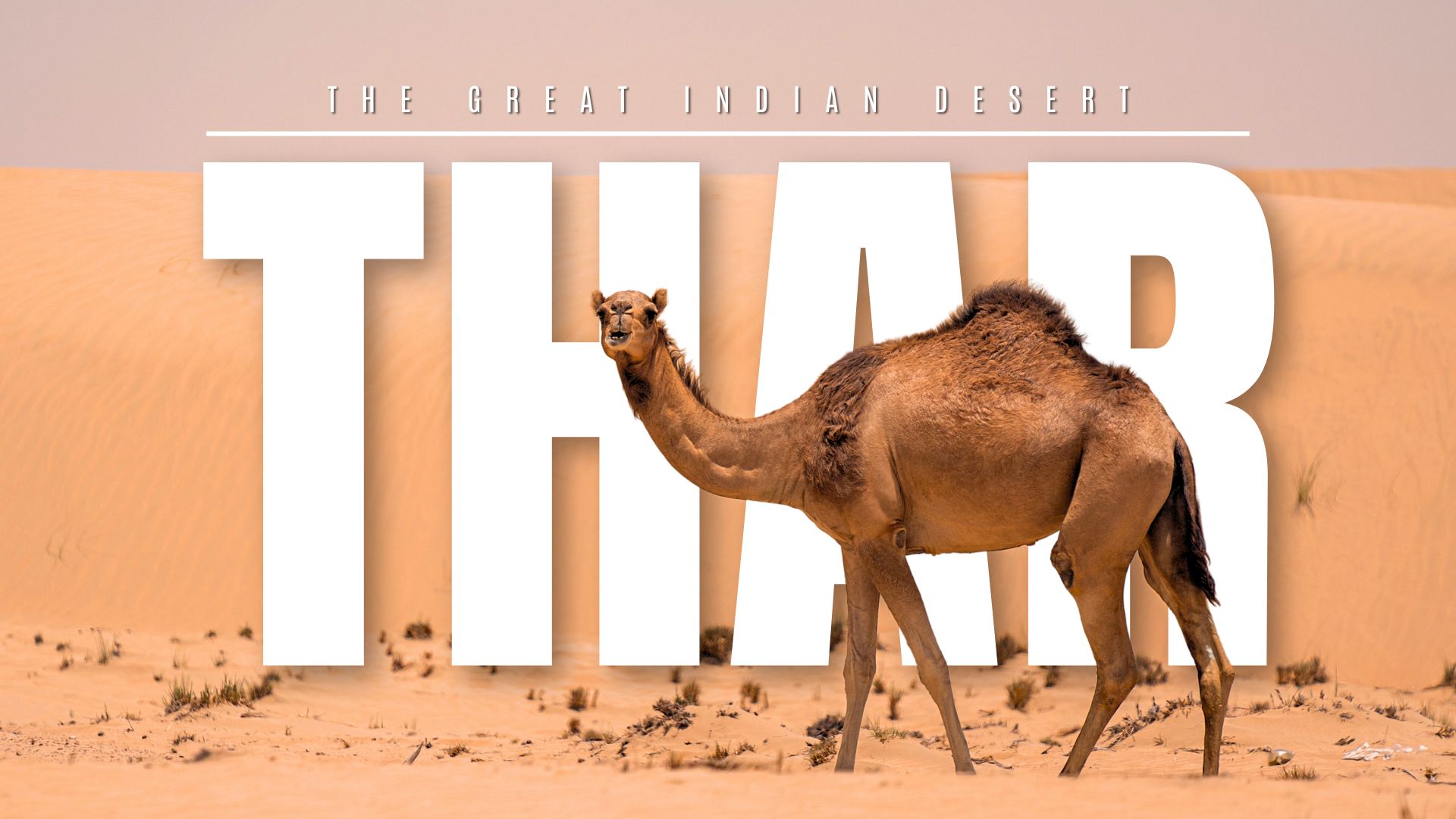 The Thar Desert: A Journey Through India’s Great Sandy Expanse
